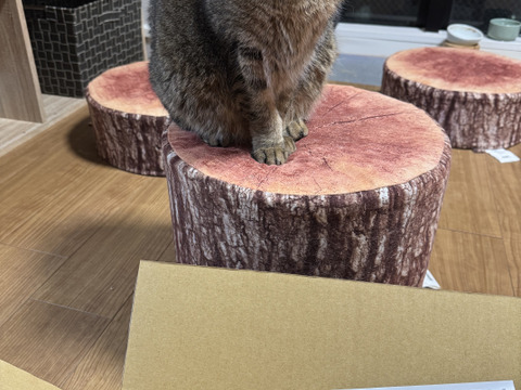 三ヶ日みかん早生「こつぶちゃんたち」5kg