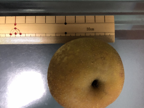 【幸水】ミニサイズ梨を格安で🍐【家庭用】約3.5Kg