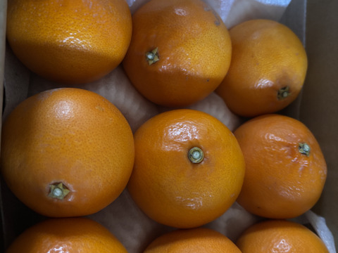 「せとか」ご家庭用　あまーいSサイズ　2kg（箱込み）