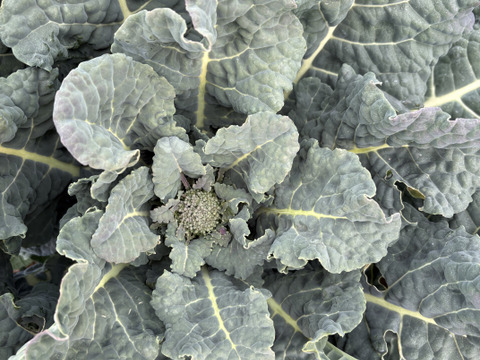 今が旬！アレッタ2キロ【ブロッコリー×ケールの野菜】/農薬・化学肥料不使用