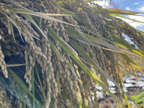 肥料農薬除草剤を使わずに育てたお米.  ササニシキ　令和5年産　玄米（4.5kg）