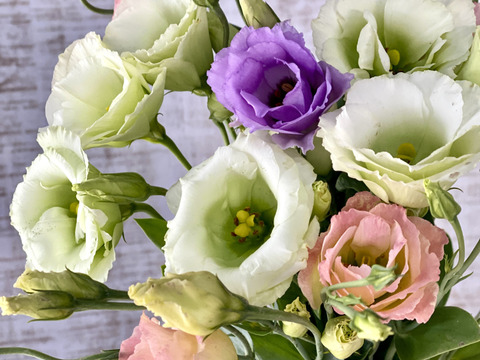 【トルコキキョウ10本】Fresh！朝どり出荷！トルコキキョウはふちがフリルのような花びらが美しいお花。ガラスの花瓶に飾ってエレガントな花生活を楽しんで！