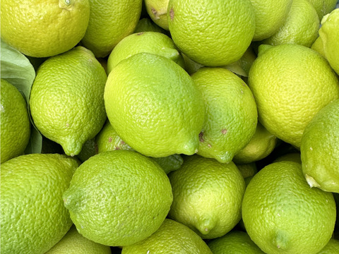 【週５箱限定！】訳あり まるたま農園のハウスグリーンレモン (約5kg)
