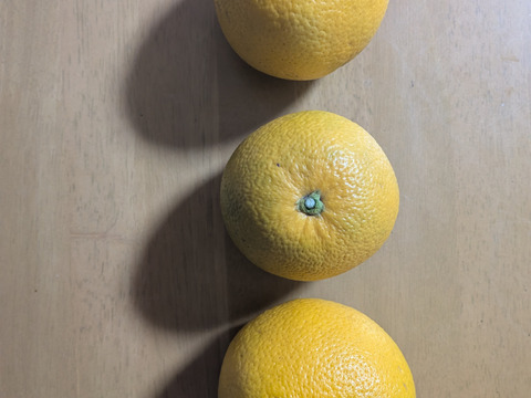 最小限の農薬除草剤未使用　和歌山県橋本市産八朔サイズM以上(約5キロ箱込み)