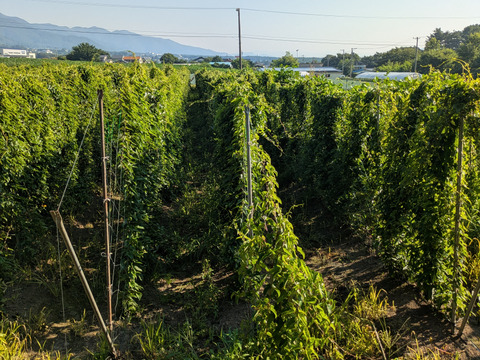 しゃきしゃきの「信州産長芋」(ご家庭用・5㌔入)