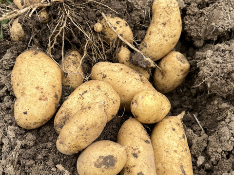 旬の新じゃが！「北海こがね」【農薬・化学肥料・除草剤不使用】（5kg）