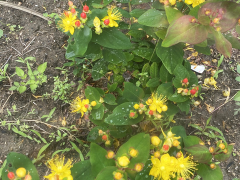 【もりもり花束【生花】かわいいヒペリカムメインのブーケ・・花束・プレゼント可能！】ホワイトレースフラワー・赤とピンクのヒペリカム・ユーカリ