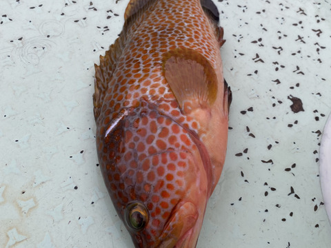 一本釣り、カゴ漁　鮮魚ボックス　3k