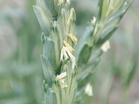 自然栽培 古代小麦『スペルト小麦』精白粉 （800g）