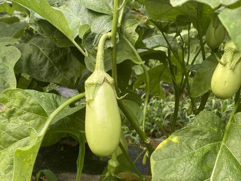 4美味しい翡翠茄子！やみつきナス！旨なす！煮ても焼いても美味しい！農薬不使用！