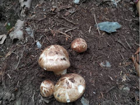 【秋の味覚の王様】松茸/マツタケ/まつたけ/純国産/ほぼつぼみ/202g【特上】【最短当日発送】