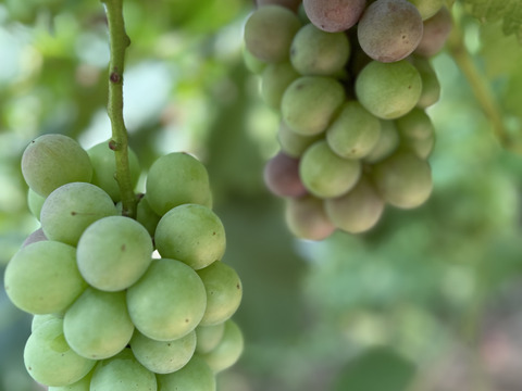 ぶどう詰め合わせ『シャインマスカット』350g×4p