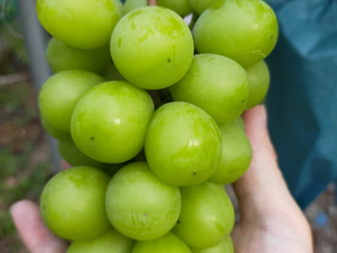 甘さ満点！岡山県産シャインマスカット２キロ（4〜5房）