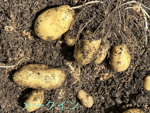 新じゃが食べ比べ❣️きたあかり、キタカムイ、メークイン約700g✖️3種で約2kgのセットで。