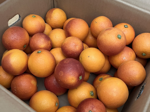 【訳あり】星乃ブラッドオレンジ 木成り完熟 愛媛産 4kg