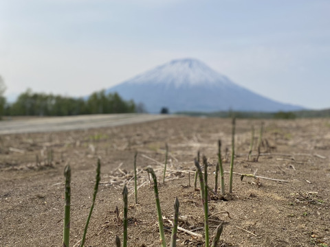 Ｊ-GAP認証農園【北海道羊蹄産】旬の野菜3種セット
