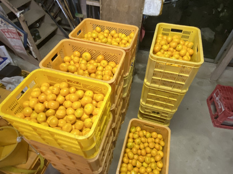 高糖系みかん代表【総合２１】🍊２．５キロ【数量限定！】