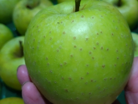 芳醇な香り『王林』22〜23個入り