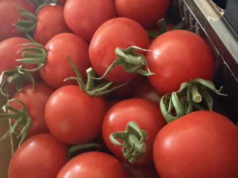 ▶︎金賞受賞◀︎【秀品化粧箱1キロ】高糖度の希少品種「ほれまる」指定