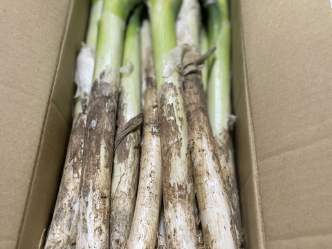 ✅🎁人気NO.1🚩✅秋の【生活応援セール】🎁至福の極甘ネギ❗️❗️⭕️Mサイズ30本❗❗3,080円→1,060円✨信州産✨【特別栽培】✨