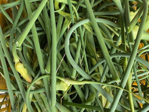 農薬・除草剤・化学肥料不使用 にんにく 芽 蕾 10本 メール便