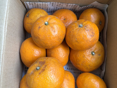 【濃縮、太陽の甘み】南津海（なつみ）　お試し１ｋｇ ご家庭用 農薬不使用 自然栽培 愛媛県