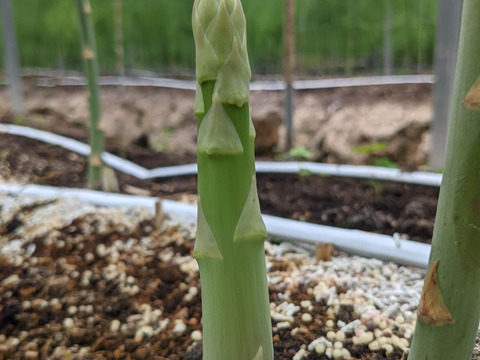 【極太アスパラ】さぬきのめざめ30cm！甘くて柔らか香川県産たっぷり1kg