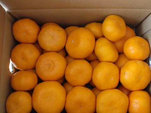 【蔵出し熟成みかん！】 5kg　青島サイズ混合