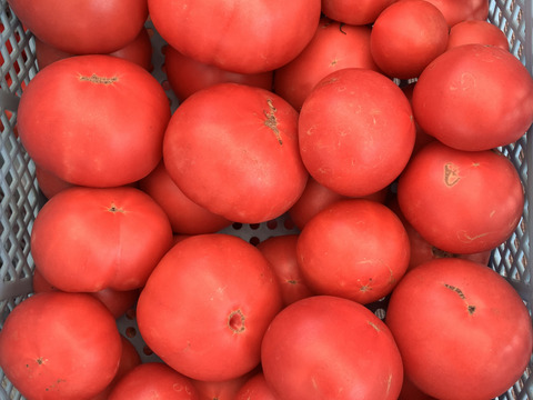 夏の定番！丸かじりトマト　格外3キロ