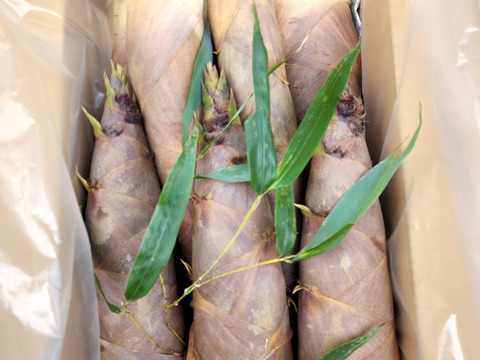 京都産　朝掘り筍　淡竹（ハチク）4kg　チルド