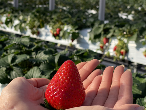 【お歳暮・ギフト用】奈良ブランド「古都華」L（18粒）×２　平均糖度１５度　いちご