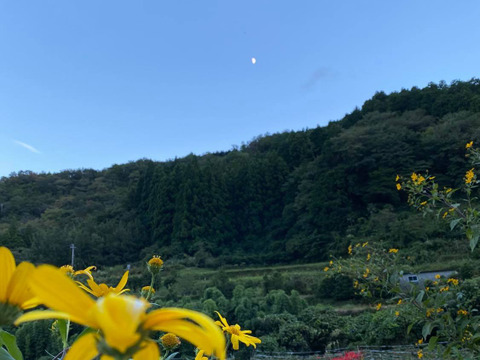 堀りたて！自然栽培の紫菊芋（フランス菊芋）