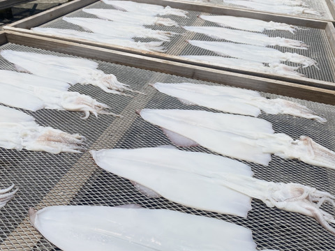 ぷりぷり★ヤリイカ一夜干し【中サイズ】