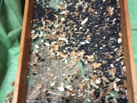 丹波黒豆300g　2025年手摘み莢出し 黒豆 農薬不使用　丹波篠山産