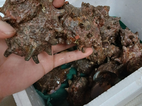 【お試し価格】『青森県産』天然サザエ　壺焼き・お刺身OK！（砂抜き済み 1kg）　(食べやすい小～中サイズ)【関東・東北地方の方むけ】