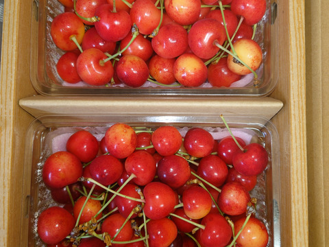 【さくらんぼ最高糖度賞受賞園地】紅秀峰　秀品1kg