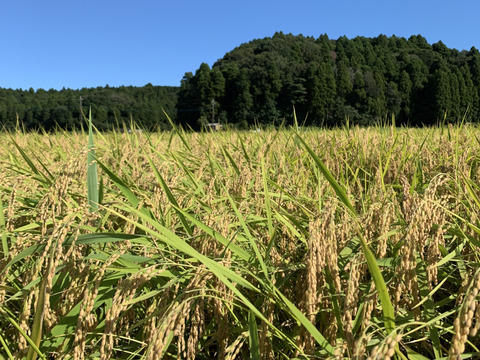 【7年度産 玄米30キロ】★季節の野菜プレゼント付★ふっくら・もちもち✴︎冷めても美味しい〜　千葉県産コシヒカリ【深田のお米】〜ホッとするお米あなたの食卓に〜
