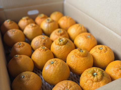 【訳あり予約商品】今が旬♪不知火（しらぬい）
とっ〜ても濃厚でジューシーおいしーッ！サイズ混合 2月中旬より順次発送