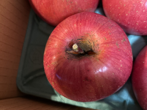 🏆りんごGP金賞受賞🏆【サステナりんご】信州安曇野産サンふじ家庭用3キロ（8~12個）🍎 ※化学合成農薬約60%削減