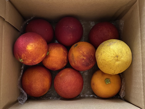 箱込約1㌔　ブラッドオレンジモロ　予約1月