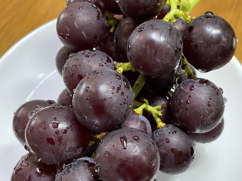 太陽さんさん露地栽培！味に自信あり！ジューシー！あま〜い！紀州有田巨峰村の種あり藤稔（ふじみのり）２kg(５～６房)