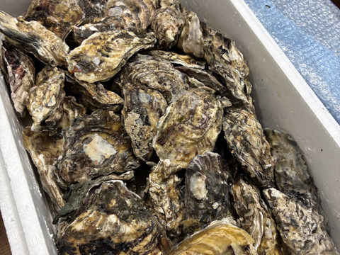 【期間限定10％値引き販売中】🦪 生食用４ｋｇ 殻付き 牡蠣 （28〜55粒）牡蛎 殻付き牡蛎 kaki カキ 松島牡蠣屋 BBQに最適🔥 海産物 オイスター 😋生牡蠣