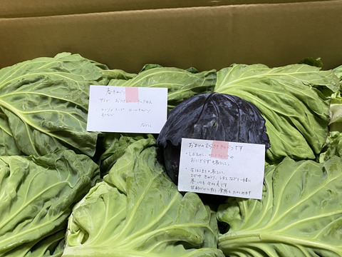 【食べチョクアワード2025入賞】
８玉🌊海風🌊春キャベツ🌊