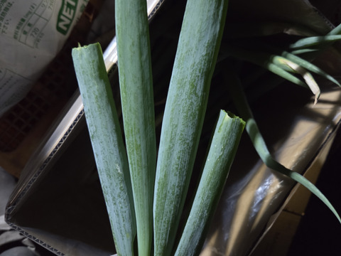 【ネギ専用箱・新鮮袋付き】堆肥、農薬一切無し！！自然栽培ネギ　根切り済み　4キロ