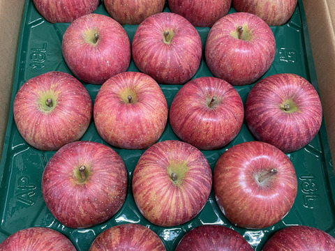 さんフジ 山形 朝日町産 贈答用 りんご 約5kg 18か20個入り リンゴ