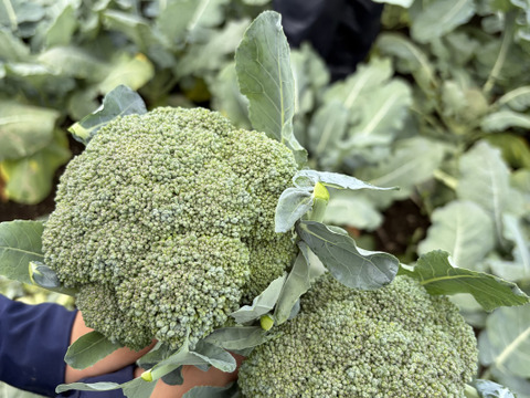 朝どれ直送】ブロッコリー4玉と季節のお野菜おまけつき❗️：北海道産