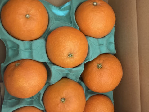 【贈答用】まるで天然ゼリー！まどんな（８～１２玉）