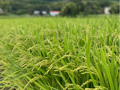 《R7年産》あきほなみ 無洗米 20kg