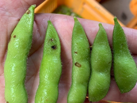 【自然栽培】　採れたて枝豆を発送　湯上り娘（さや）　１K　農薬・化学肥料不使用栽培　クール便