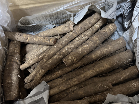 香り高い鹿児島県産新ごぼう土付き３キロ【訳ありごぼう】